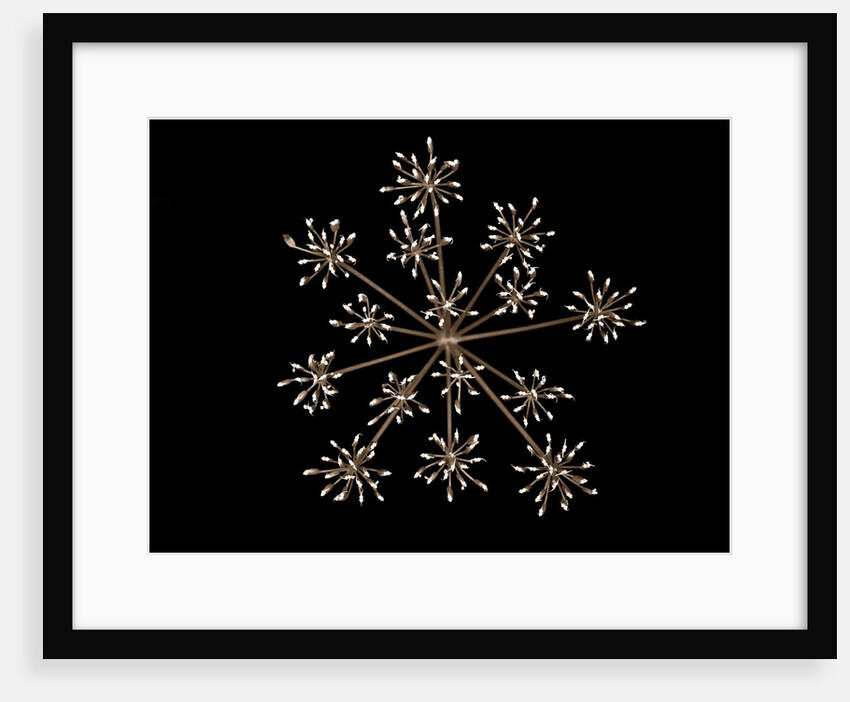 Cow parsley by Assaf Frank